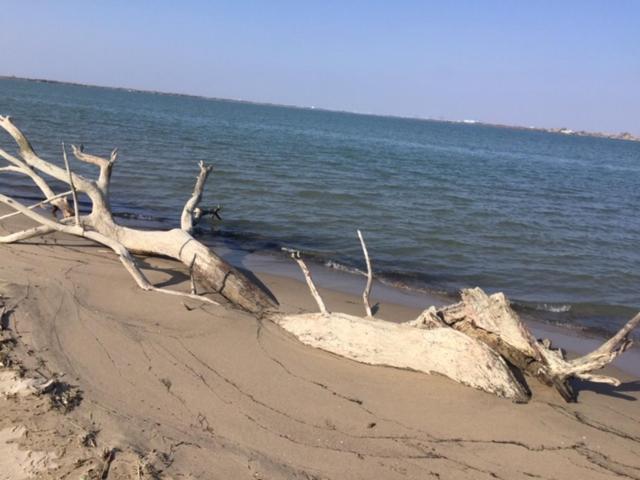 La Salamandre De Camargue Salin-de-Giraud Exteriör bild
